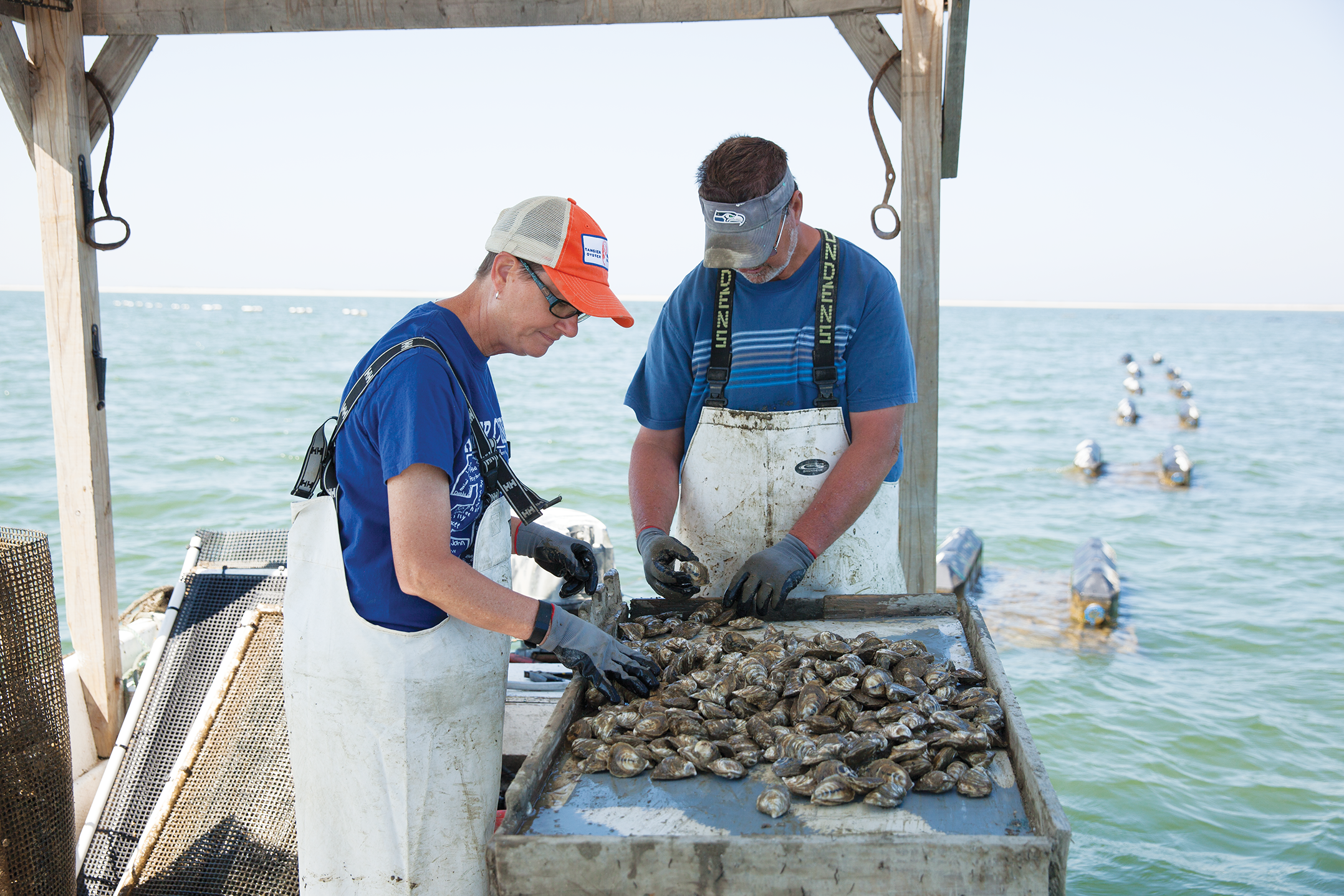oysters