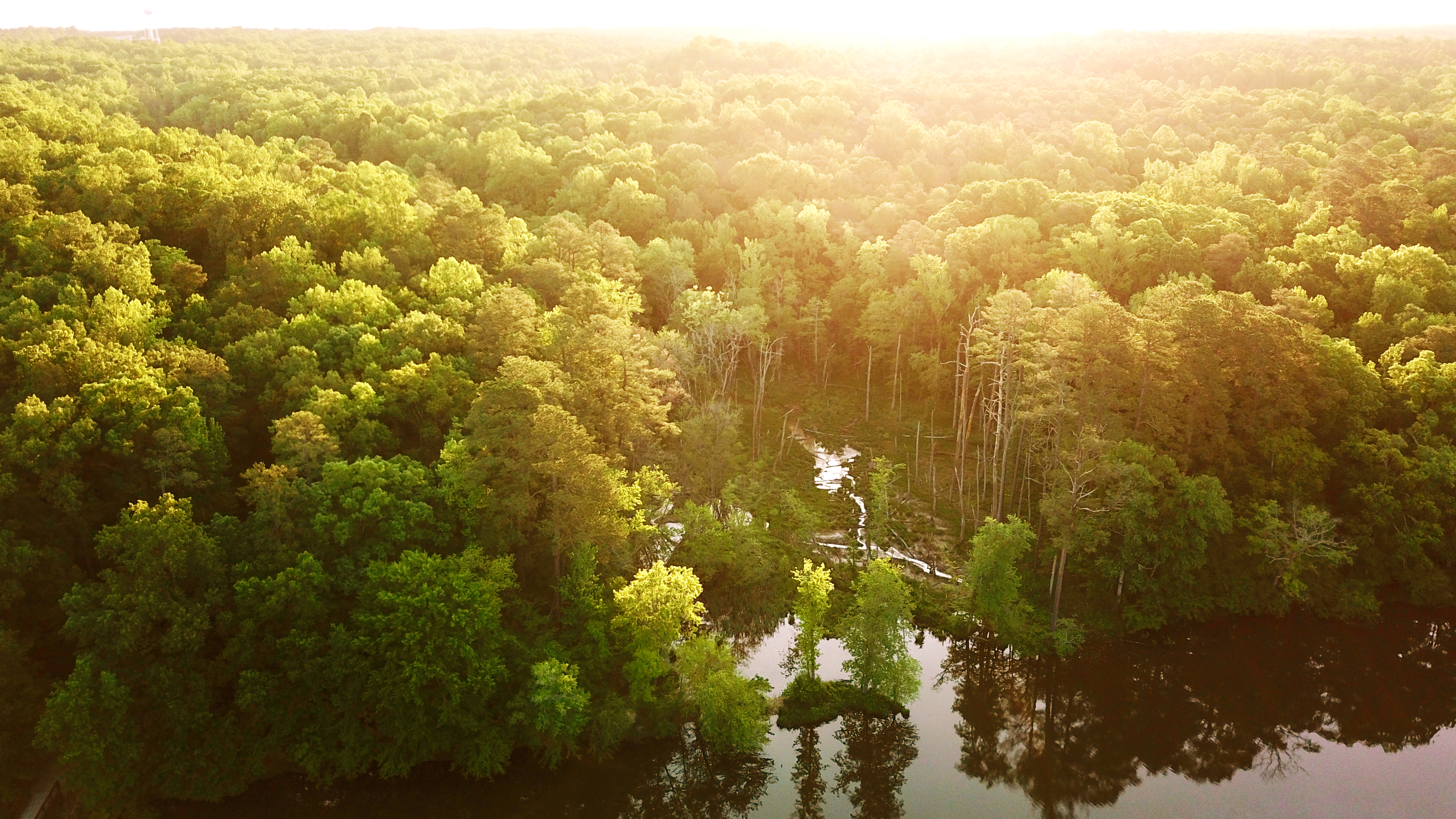 A lake in the middle of the forest