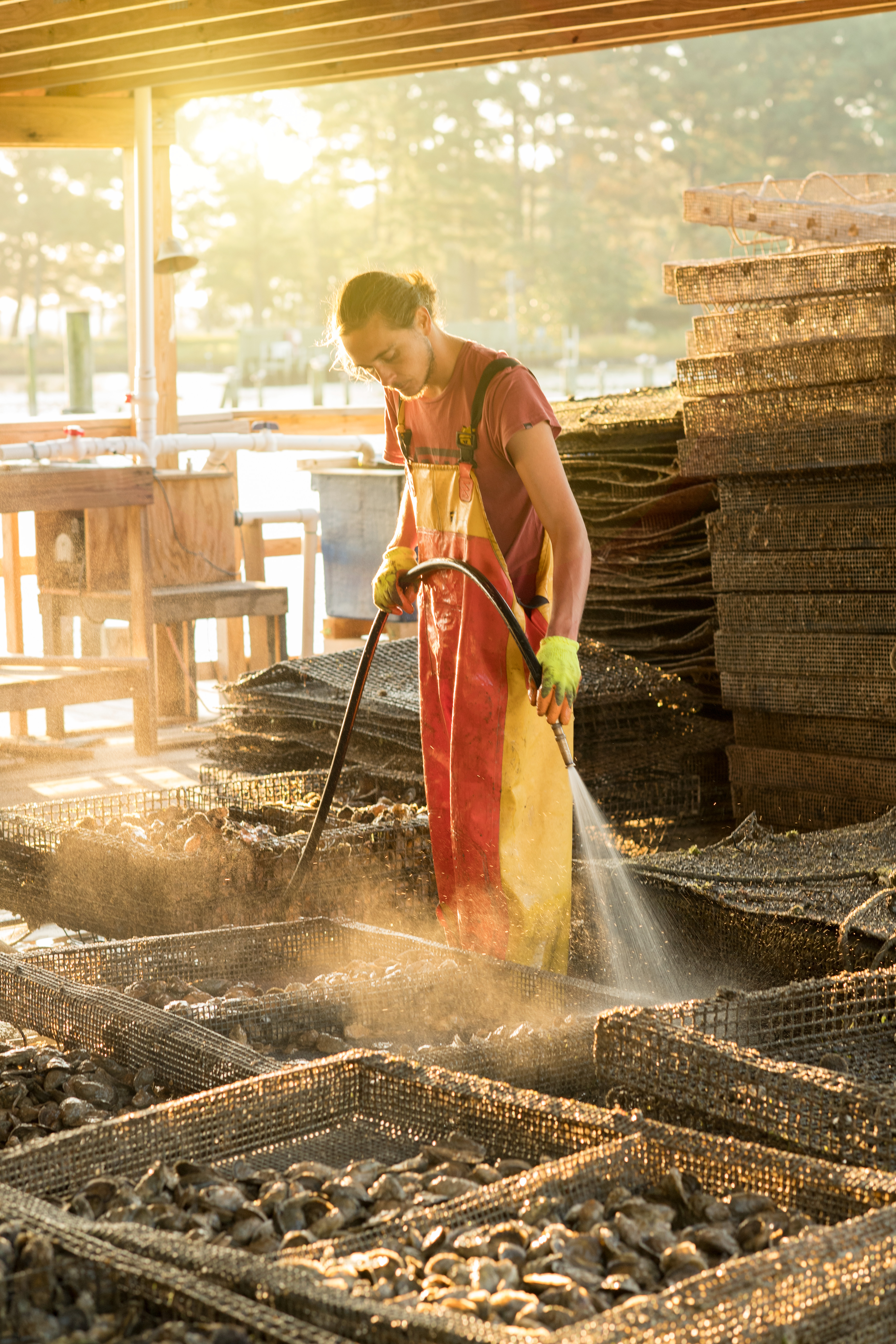 Rappahannock Oyster Co., Middlesex County