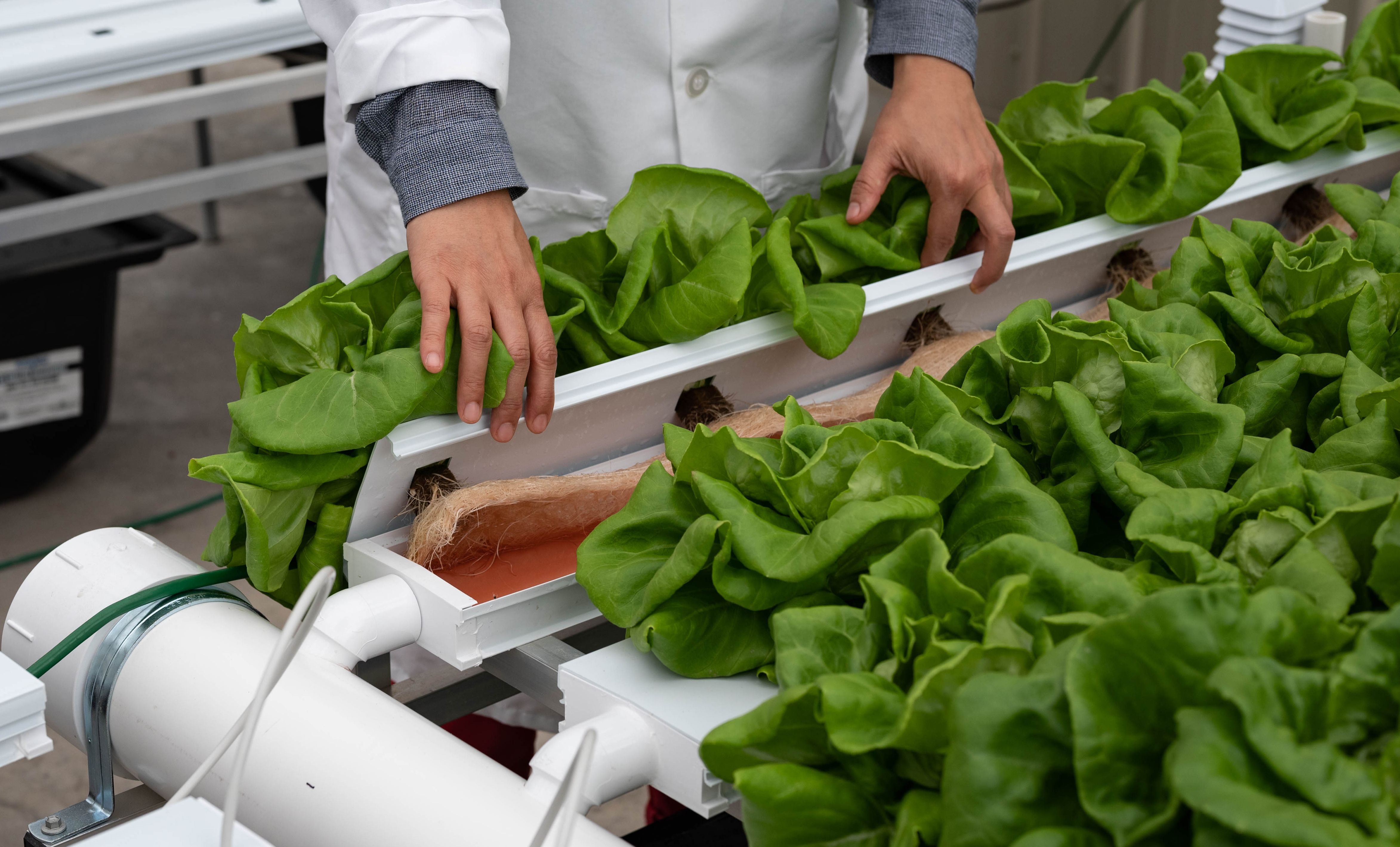 The Center for Advanced Innovations in Agriculture, Virginia Tech