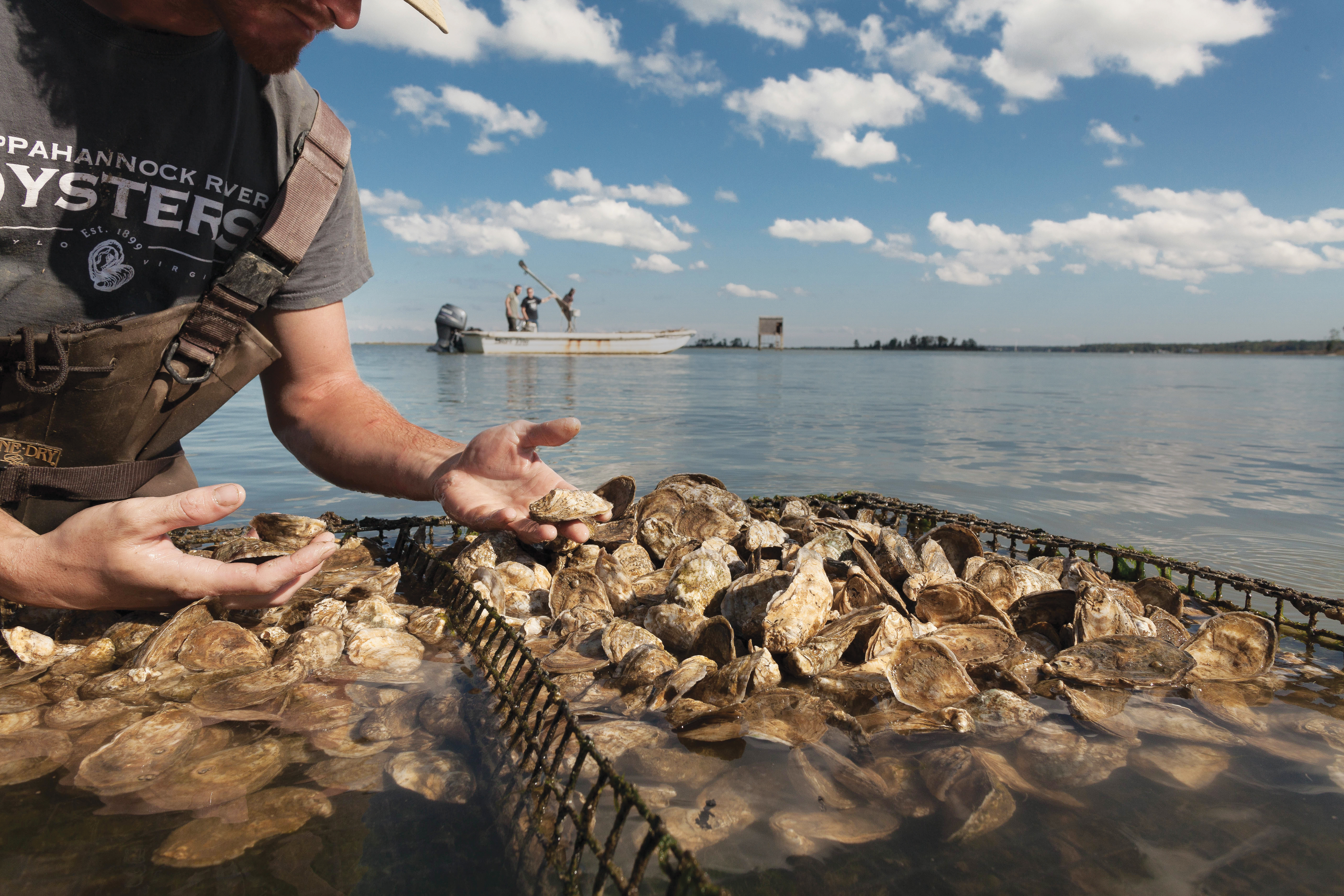 Rappahannock Oyster Co., Middlesex County