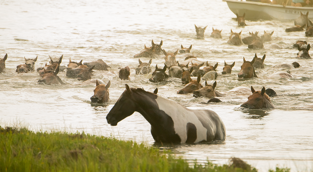 Chincoteague National Wildlife Refuge, Accomack County