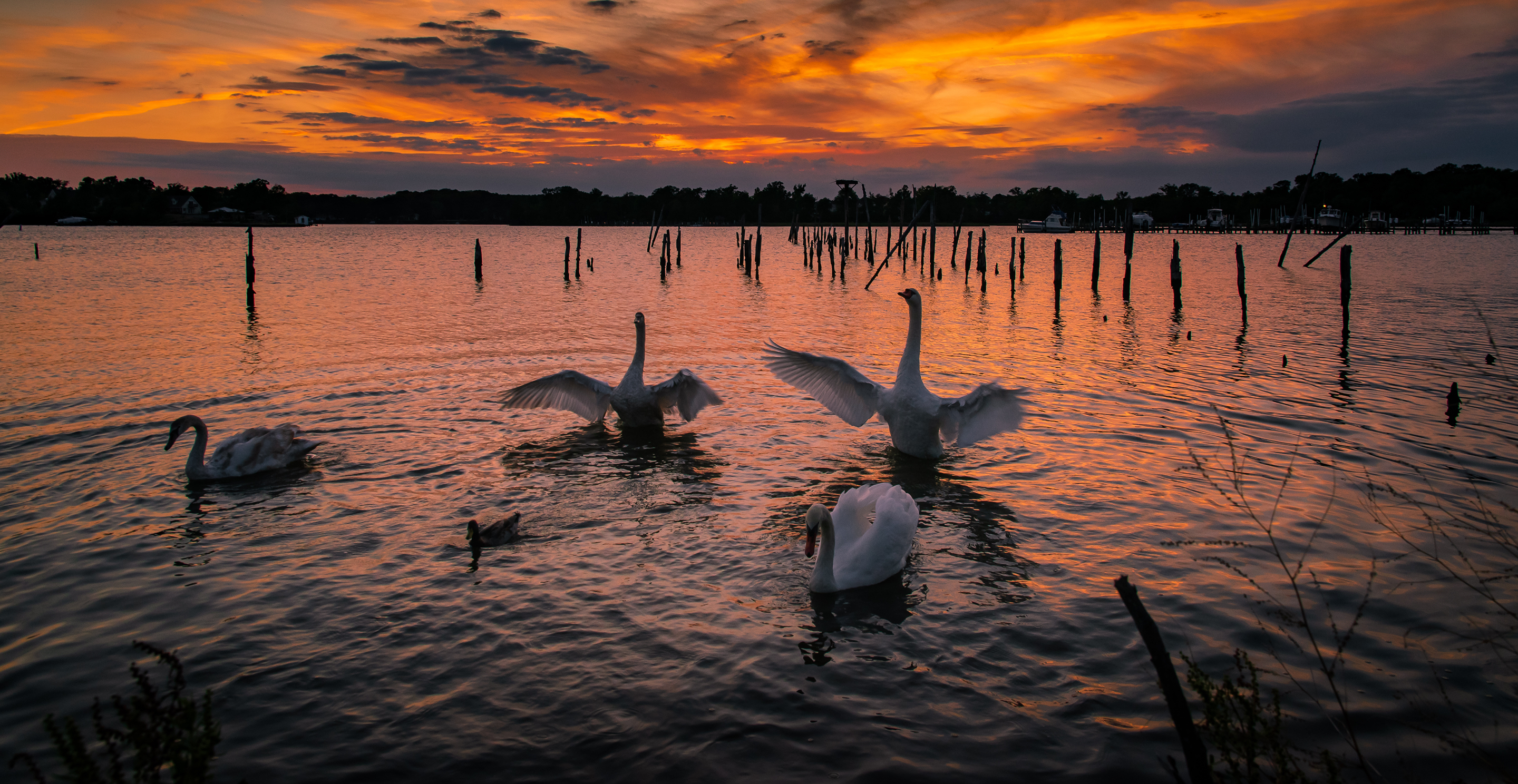 Swans swimming on the water at sunset.