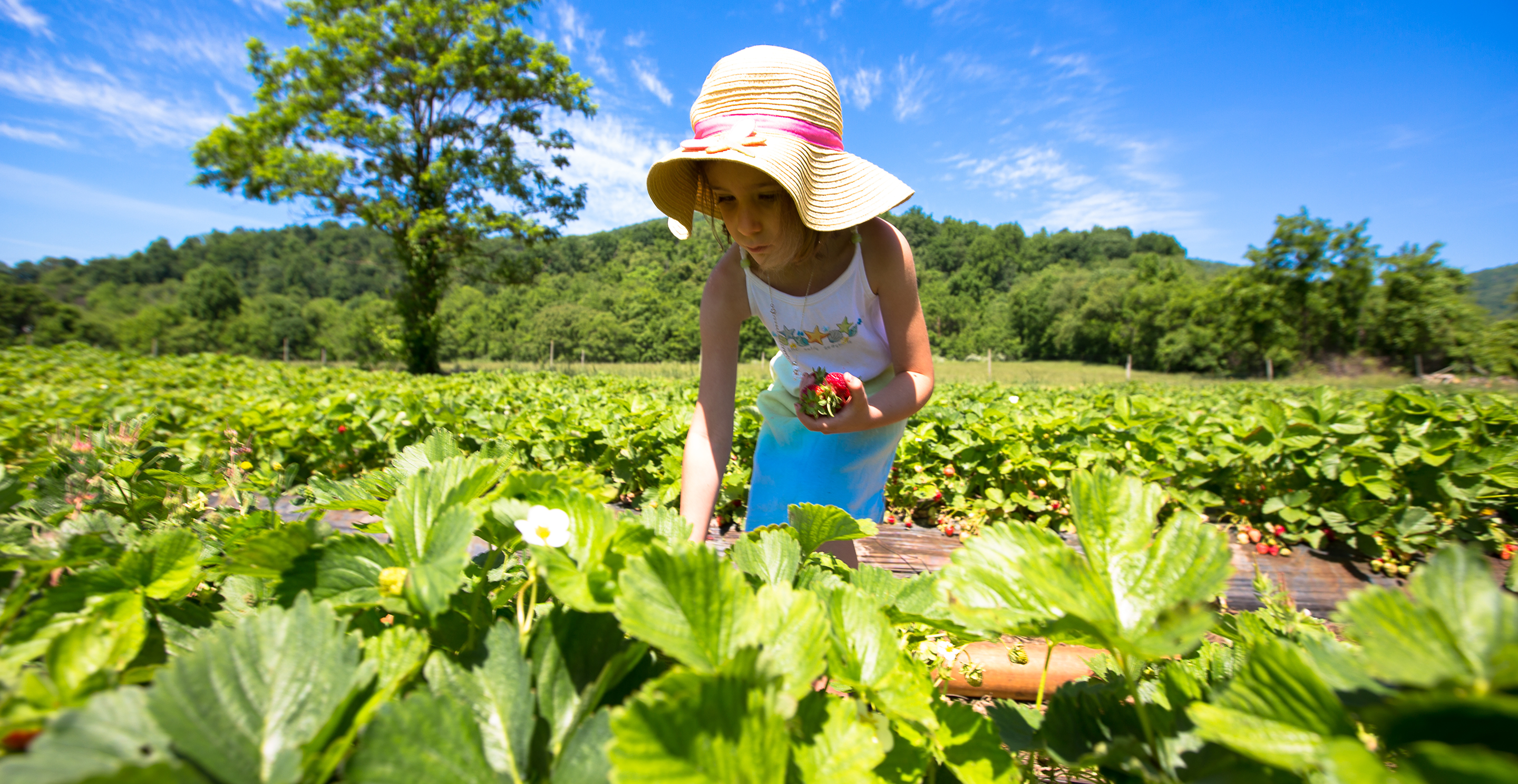 Little girl picking strawberries from a field