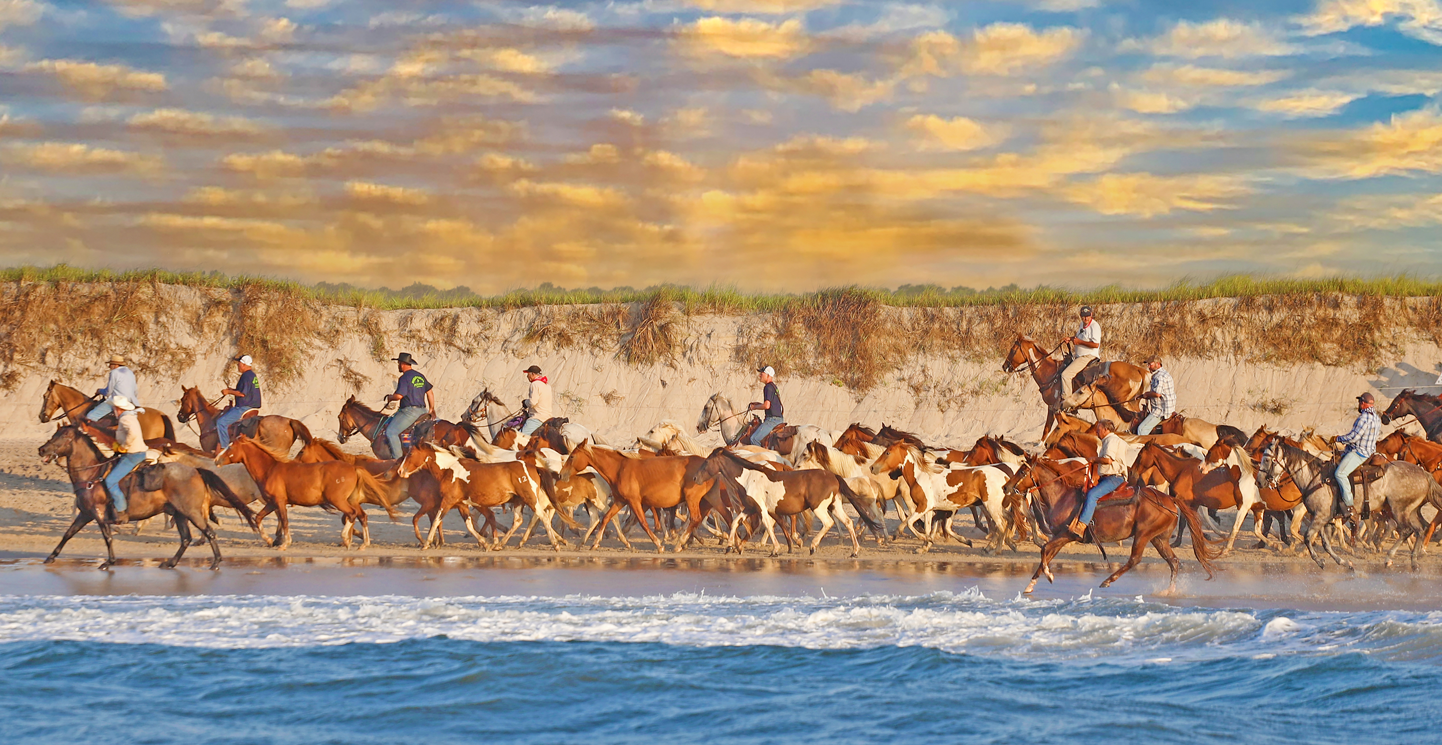 Several men on horseback driving feral ponies along a beach