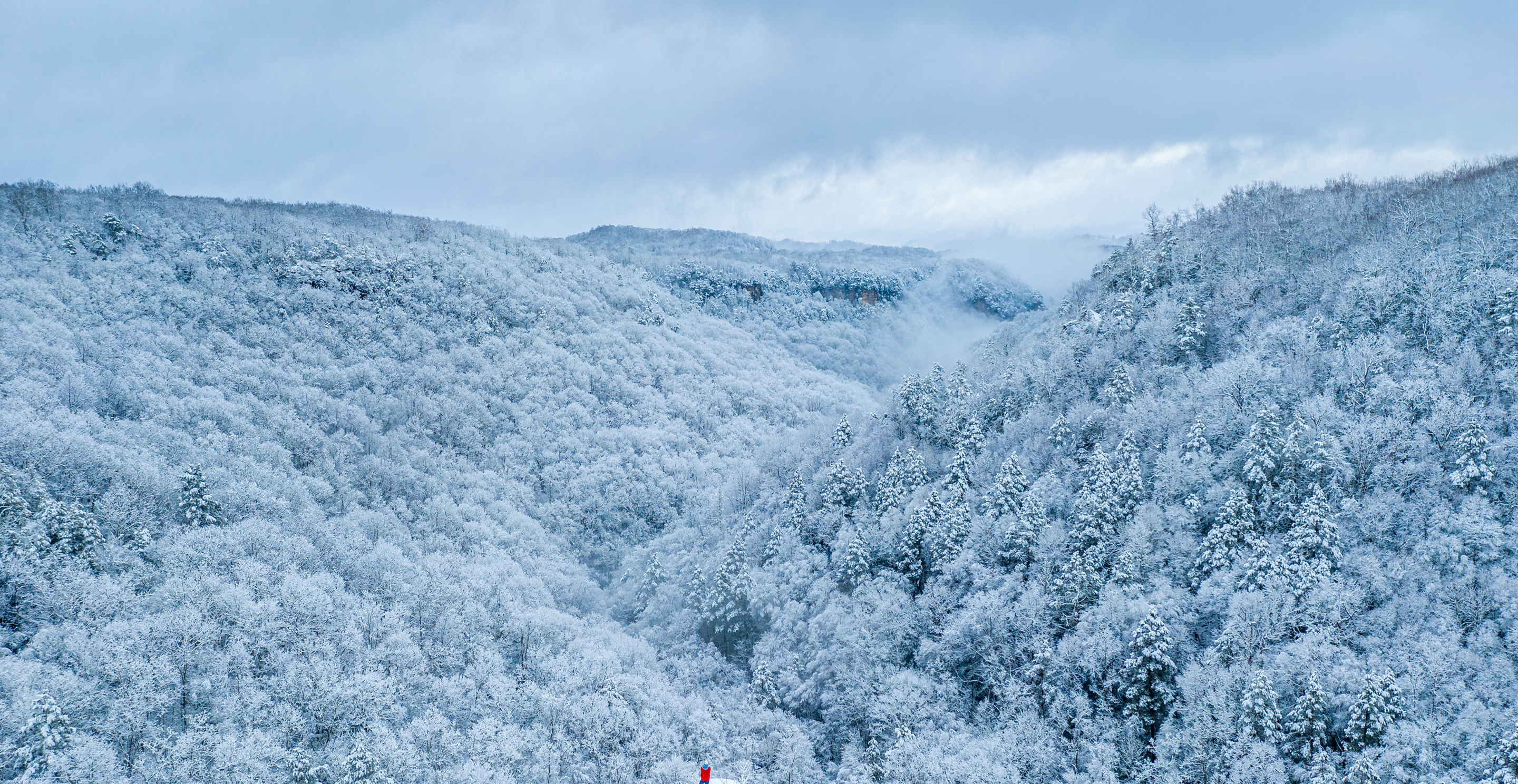 Snow covering trees on a mountainside