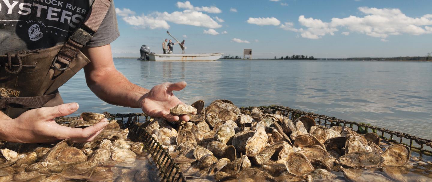 Rappahannock Oyster Co. Middlesex County