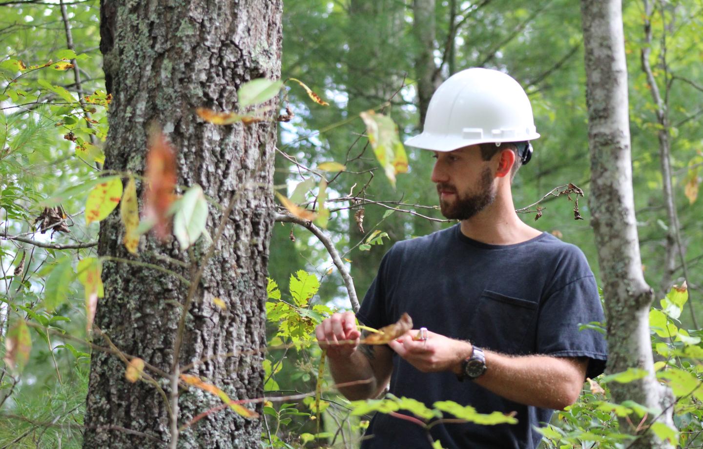 Virginia Tech Department of Forest Resources