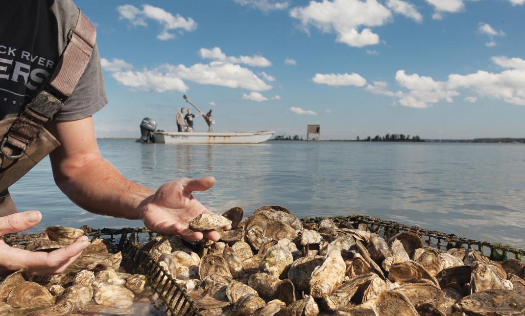 Rappahannock Oyster Co._Middlesex County_Middle Peninsula_Homepage