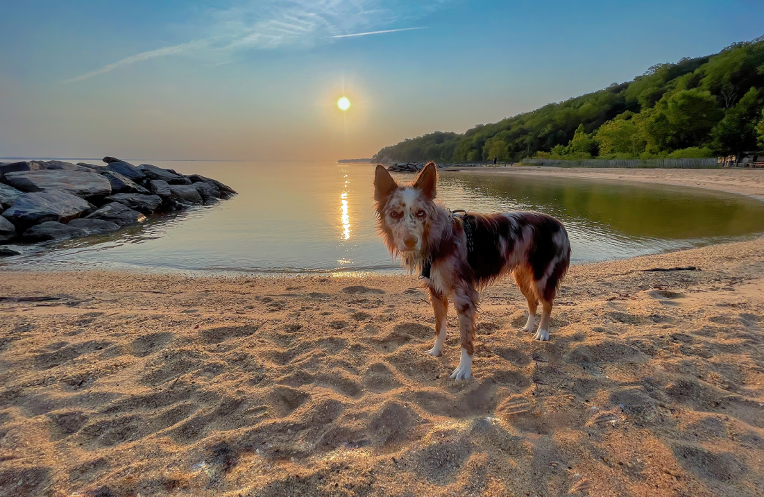 Dog standing on a sandy beach at sunset.