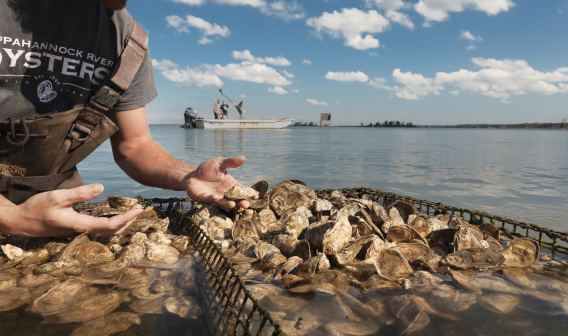 Rappahannock Oyster Co. Middlesex County