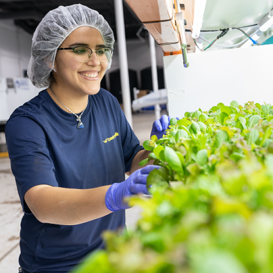 Beanstalk Farms worker
