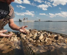 Rappahannock Oyster Co. Middlesex County