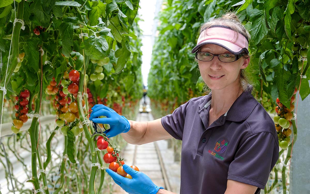 A Red Sun Farms female employee holding a vine of tomatoes. 