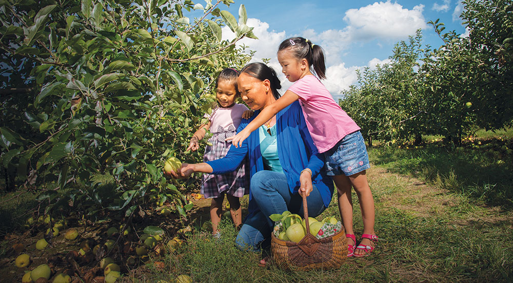 Apple Picking, Winchester