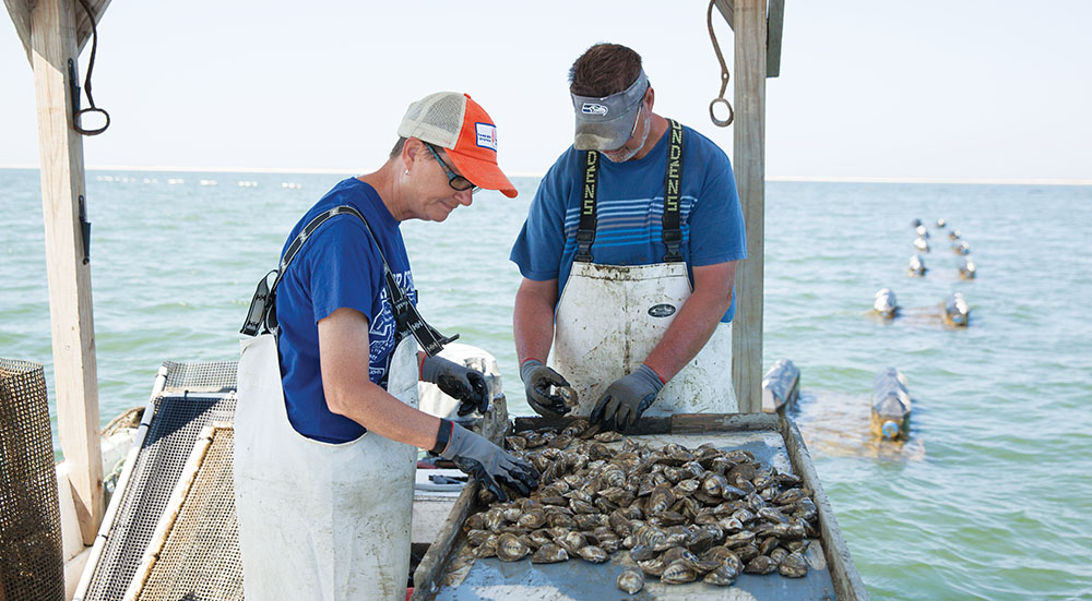 Tangier Island Oyster Co., Tangier